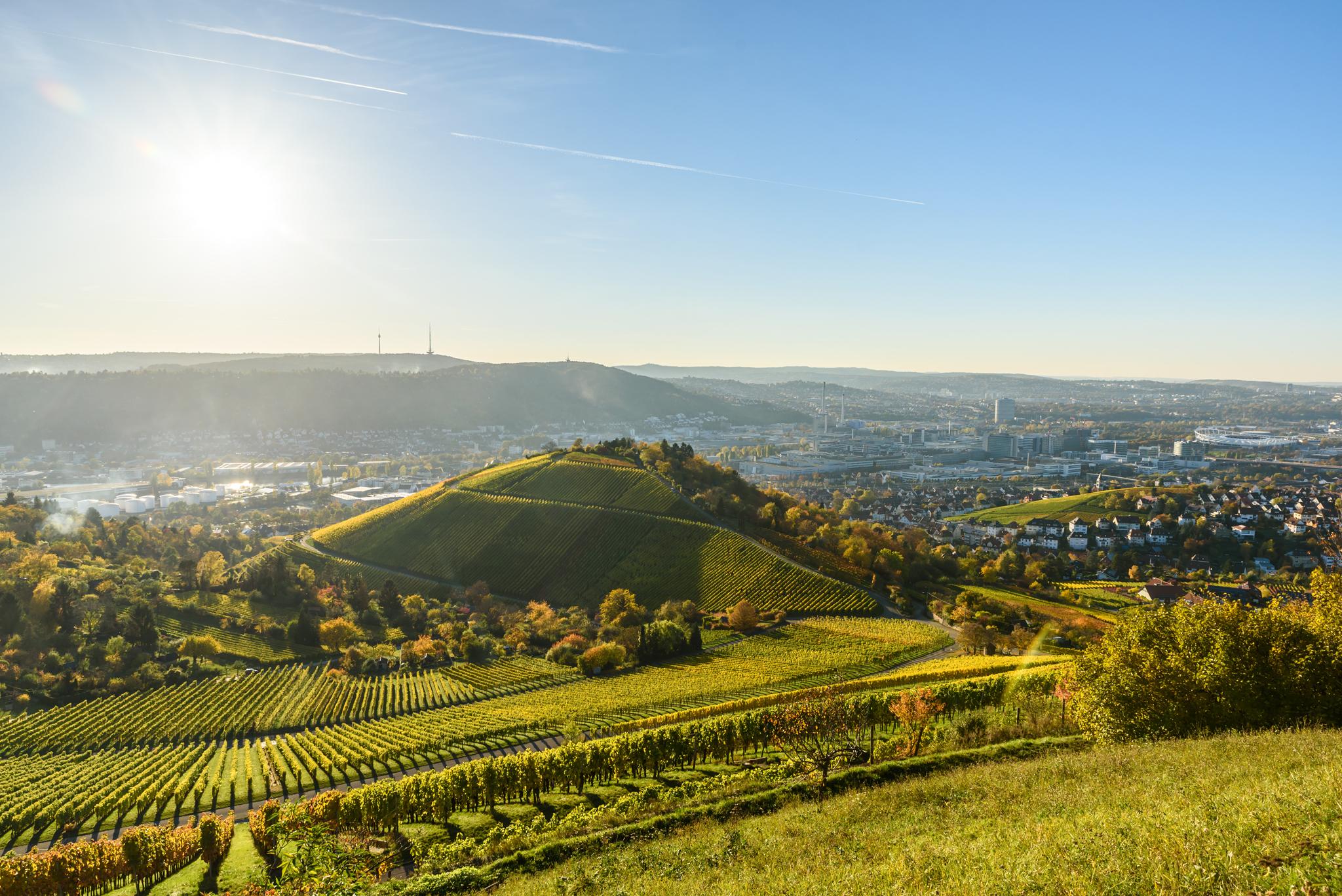 Badische Weinberge im Sonnenschein