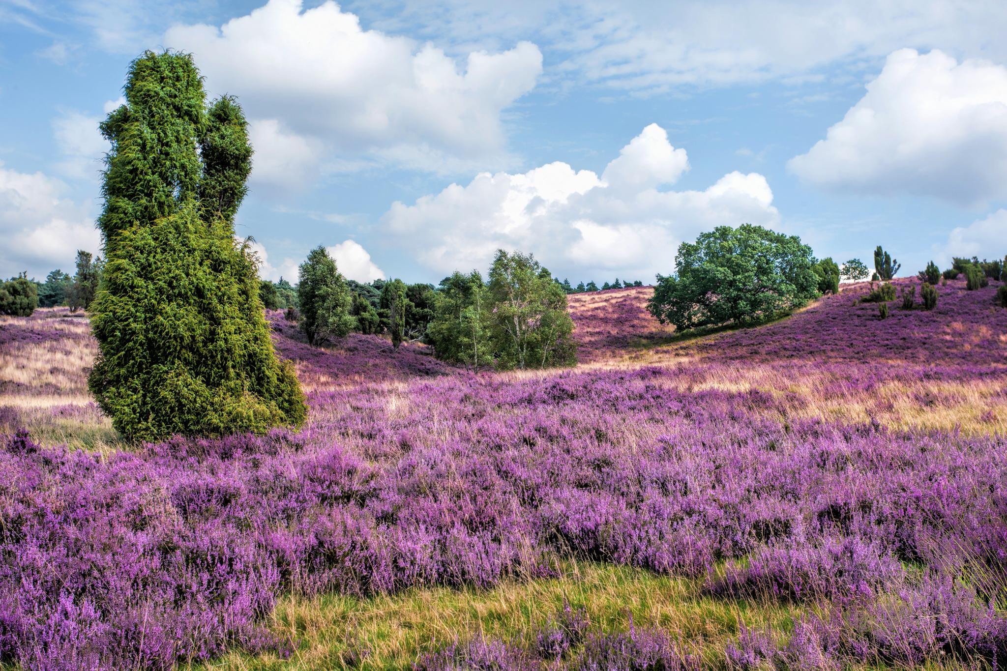 Wachholder in der Lüneburger Heide in Niedersachsen - Förderung Photovoltaik